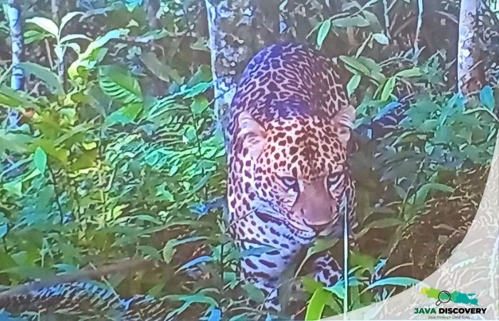 When Javan Leopards Strike Is Mount Muria Sending a Warning