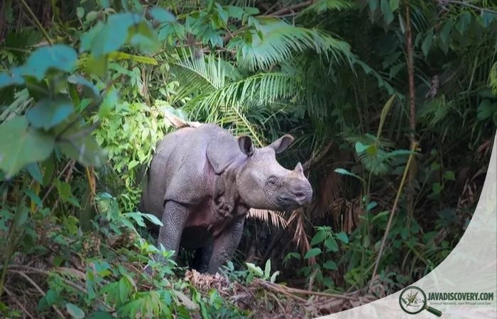 Javan Rhino Extinction Threat Grows in Indonesia’s Last Forest