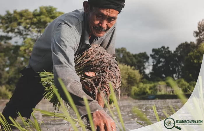 How Traditional Farming Calendars Predict Climate in Java