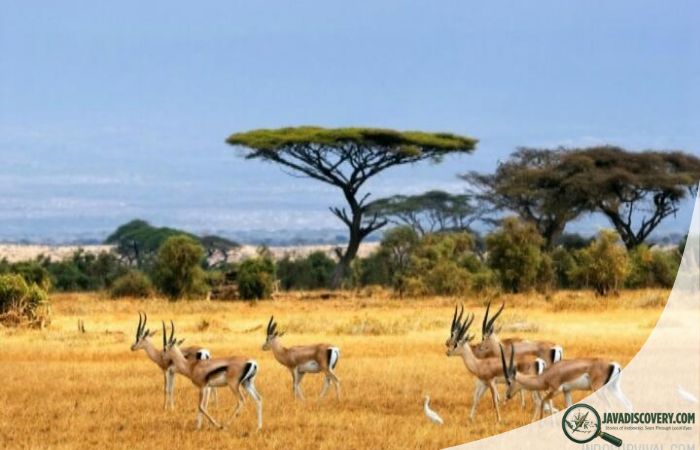 Javas Forgotten Savannahs Under Open Skies