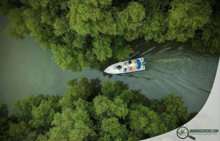 Mangroves of Demak Rebuilding a Fragile Shoreline