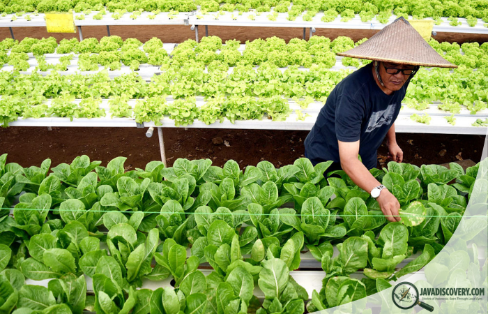 Farmers Who Refuse Modern Methods