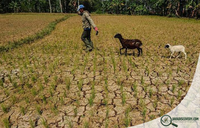 Java’s Dry Season Survival Strategies