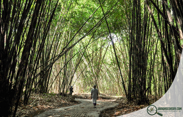 The Ecology of Bamboo Forests in Java and Hidden Life
