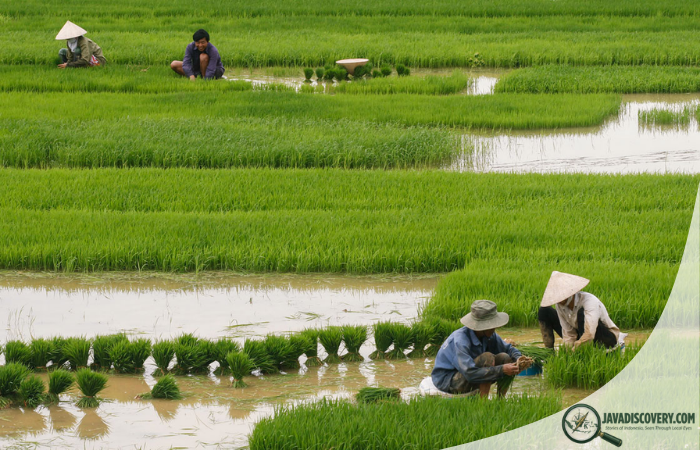 The Hidden Life Inside Javanese Rice Field Ecosystems
