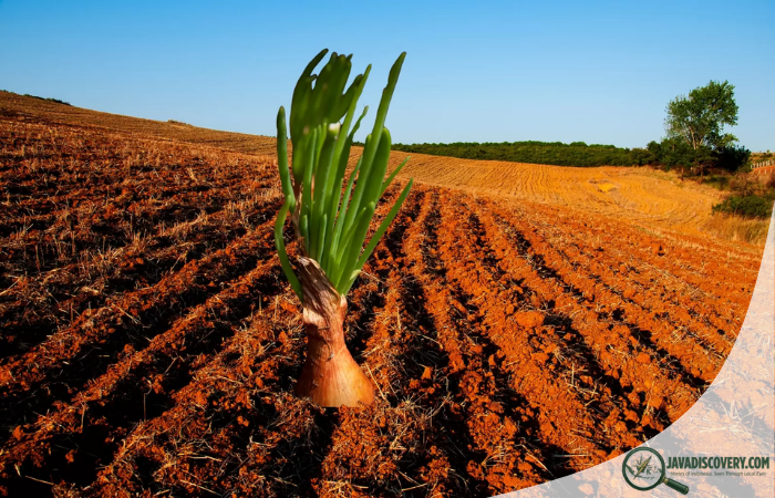 Soil Color and Farming Beliefs Across Javanese Landscapes