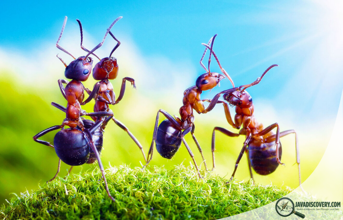 The Sound of Insects and Environmental Signals in Java